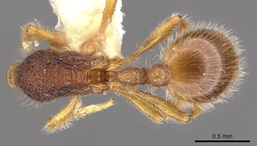 Rogeria lirata specimen CASENT0900957 image casent0900957_1