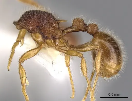 Rogeria lirata specimen CASENT0900957 image casent0900957_3