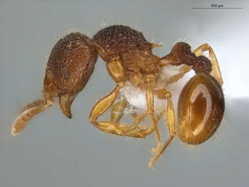 Rogeria lirata specimen ECOFOG-GAL18-0008-17 image ecofog-gal18-0008-17_3