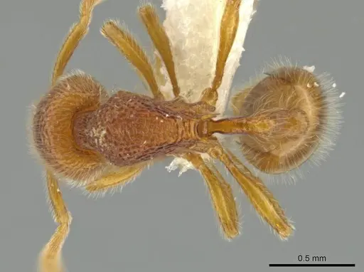 Rogeria lirata specimen JTLC000015173 image jtlc000015173_1