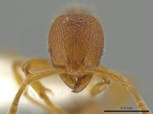 Rogeria lirata specimen JTLC000015173 image jtlc000015173_2
