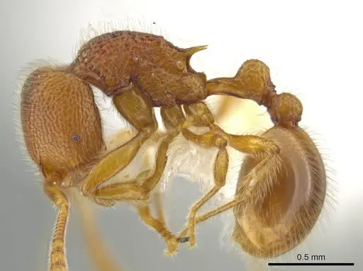 Rogeria lirata specimen JTLC000015173 image jtlc000015173_3