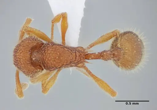 Rogeria lirata specimen UFV-LABECOL-000774 image ufv-labecol-000774_1