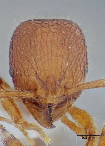 Rogeria lirata specimen UFV-LABECOL-000774 image ufv-labecol-000774_2