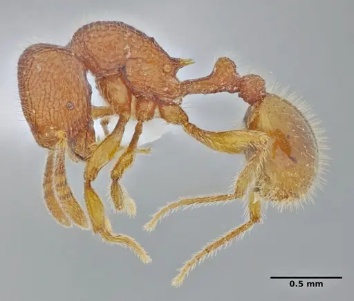 Rogeria lirata specimen UFV-LABECOL-000774 image ufv-labecol-000774_3