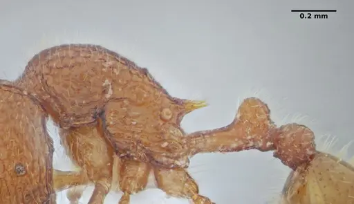 Rogeria lirata specimen UFV-LABECOL-000774 image ufv-labecol-000774_4