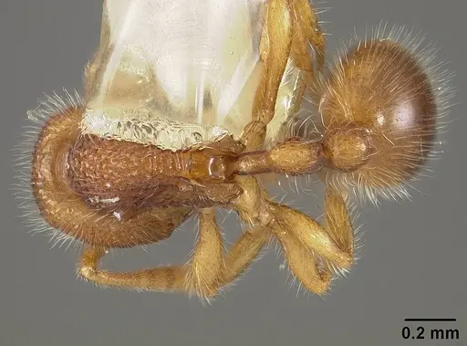 Rogeria lirata specimen USNMENT00442161 image usnment00442161_1