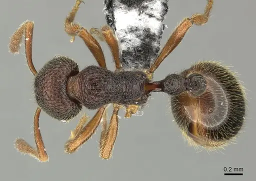 Rogeria megastigmatica specimen CASENT0199657 image casent0199657_1