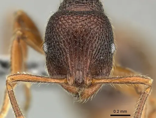 Rogeria megastigmatica specimen CASENT0199657 image casent0199657_2