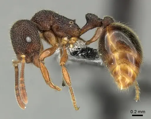 Rogeria megastigmatica specimen CASENT0199657 image casent0199657_3