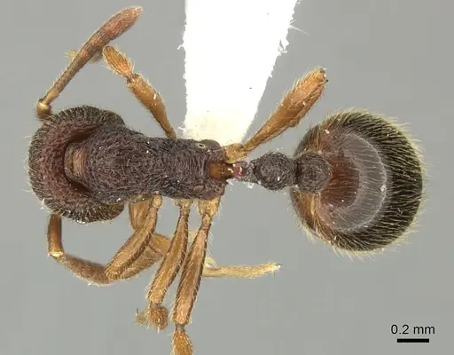 Rogeria megastigmatica specimen CASENT0199733 image casent0199733_1