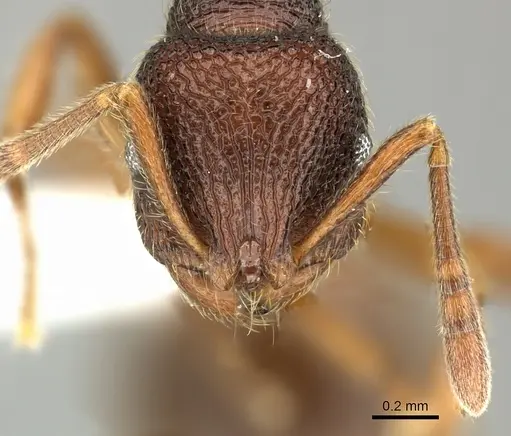 Rogeria megastigmatica specimen CASENT0199733 image casent0199733_2