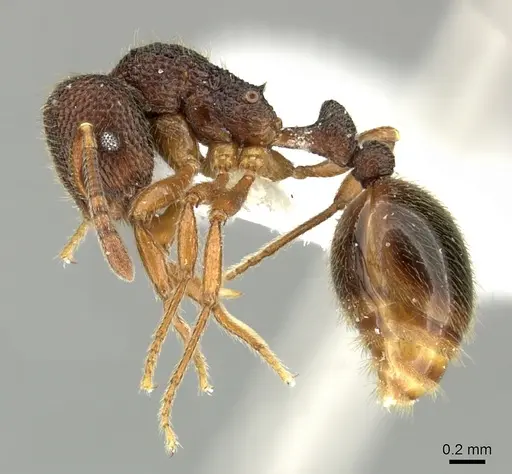Rogeria megastigmatica specimen CASENT0199733 image casent0199733_3