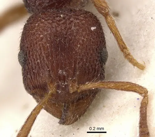 Rogeria megastigmatica specimen CASENT0900963 image casent0900963_2