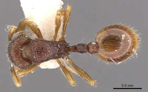 Rogeria merenbergiana specimen CASENT0900960 image casent0900960_1