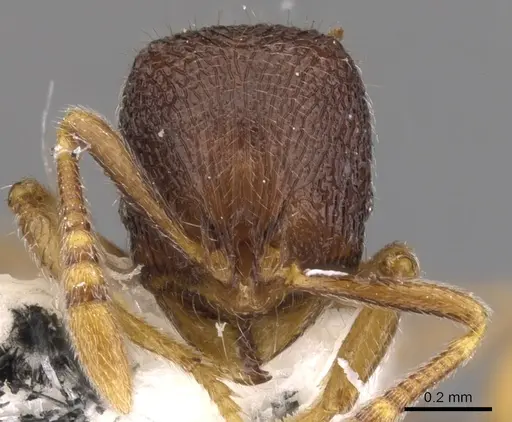 Rogeria merenbergiana specimen CASENT0900960 image casent0900960_2