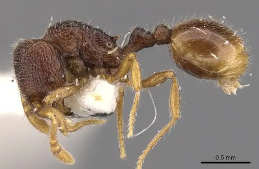 Rogeria merenbergiana specimen CASENT0900960 image casent0900960_3