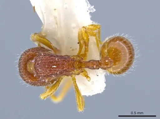 Rogeria merenbergiana specimen MCZ-ENT00649714 image mcz-ent00649714_1