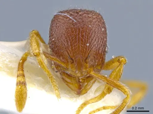 Rogeria merenbergiana specimen MCZ-ENT00649714 image mcz-ent00649714_2