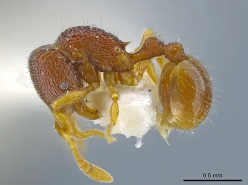 Rogeria merenbergiana specimen MCZ-ENT00649714 image mcz-ent00649714_3