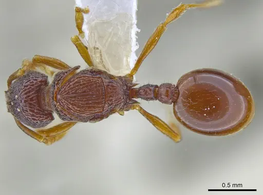 Rogeria merenbergiana specimen MCZ-ENT00649715 image mcz-ent00649715_1
