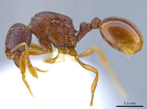 Rogeria merenbergiana specimen MCZ-ENT00649715 image mcz-ent00649715_3