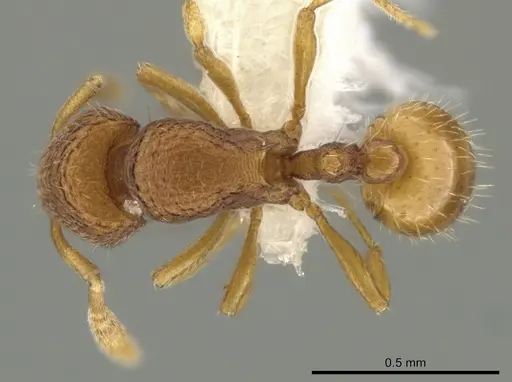 Rogeria micromma specimen CASENT0646090 image casent0646090_1