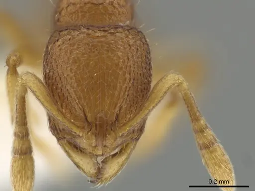Rogeria micromma specimen CASENT0646090 image casent0646090_2