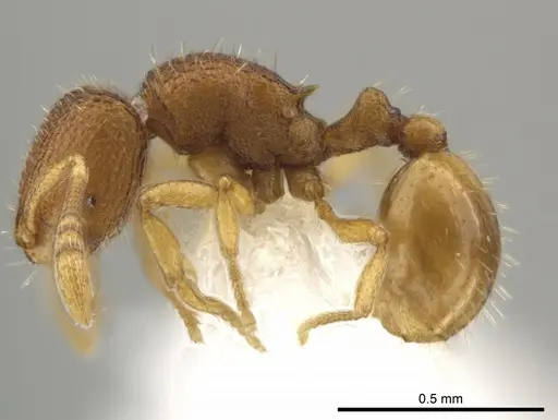 Rogeria micromma specimen CASENT0646090 image casent0646090_3