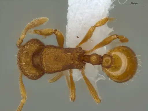 Rogeria micromma specimen ECOFOG-CSG15-0265-15 image ecofog-csg15-0265-15_1