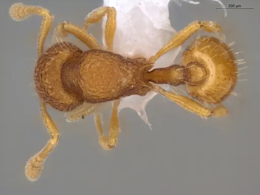 Rogeria micromma specimen ECOFOG-TR17-0196-04 image ecofog-tr17-0196-04_1