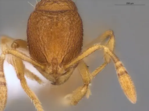 Rogeria micromma specimen ECOFOG-TR17-0196-04 image ecofog-tr17-0196-04_2