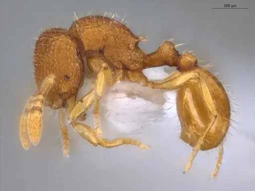 Rogeria micromma specimen ECOFOG-TR17-0196-04 image ecofog-tr17-0196-04_3