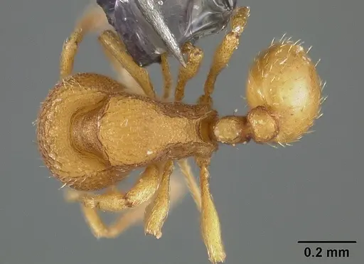 Rogeria micromma specimen USNMENT00446021 image usnment00446021_1