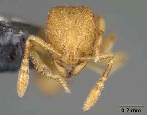 Rogeria micromma specimen USNMENT00446021 image usnment00446021_2