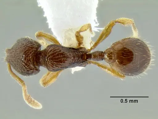 Rogeria nevadensis specimen CASENT0106209 image casent0106209_1