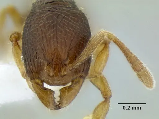 Rogeria nevadensis specimen CASENT0106209 image casent0106209_2