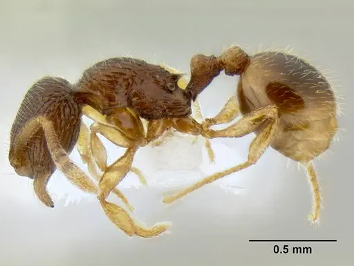 Rogeria nevadensis specimen CASENT0106209 image casent0106209_3