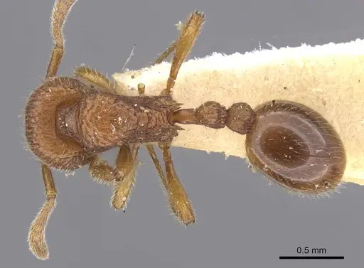 Rogeria pellecta specimen CASENT0913968 image casent0913968_1