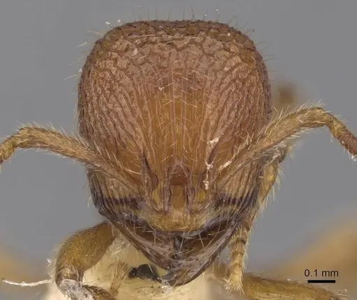 Rogeria pellecta specimen CASENT0913968 image casent0913968_2