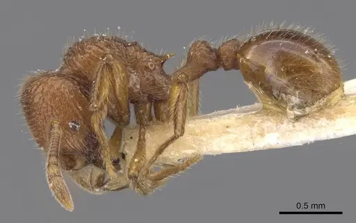 Rogeria pellecta specimen CASENT0913968 image casent0913968_3