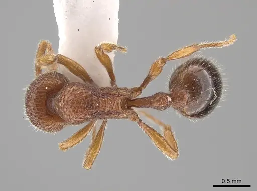 Rogeria pellecta specimen MZSP67220 image mzsp67220_1