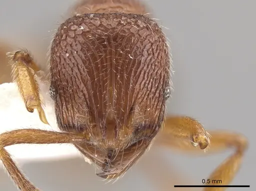 Rogeria pellecta specimen MZSP67220 image mzsp67220_2