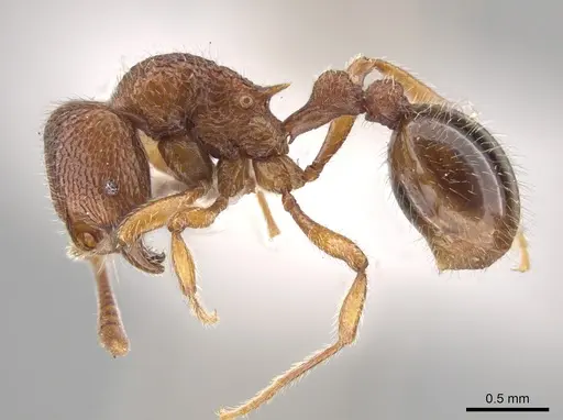 Rogeria pellecta specimen MZSP67220 image mzsp67220_3