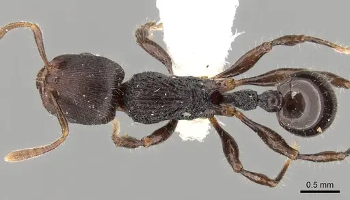 Rogeria procera specimen CASENT0280814 image casent0280814_1