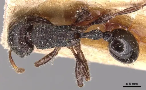 Rogeria procera specimen CASENT0904777 image casent0904777_1