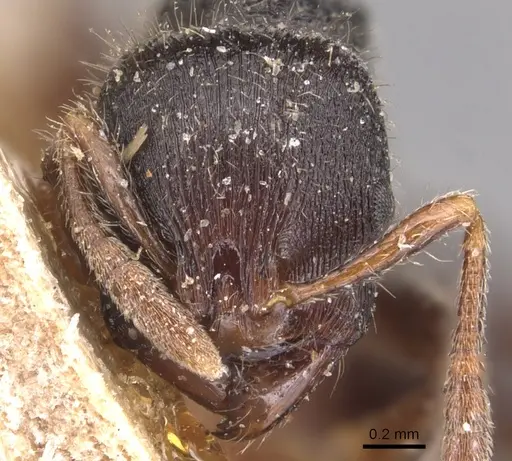 Rogeria procera specimen CASENT0904777 image casent0904777_2