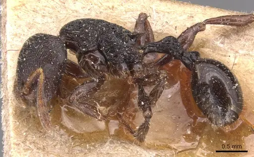 Rogeria procera specimen CASENT0904777 image casent0904777_3