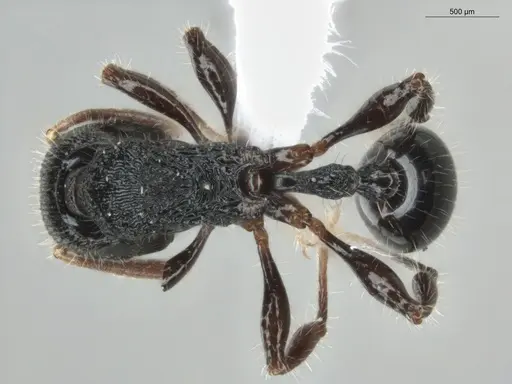 Rogeria procera specimen ECOFOG-GAL18-0105-24 image ecofog-gal18-0105-24_1