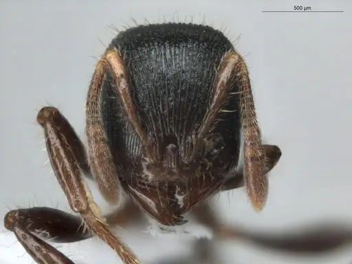 Rogeria procera specimen ECOFOG-GAL18-0105-24 image ecofog-gal18-0105-24_2